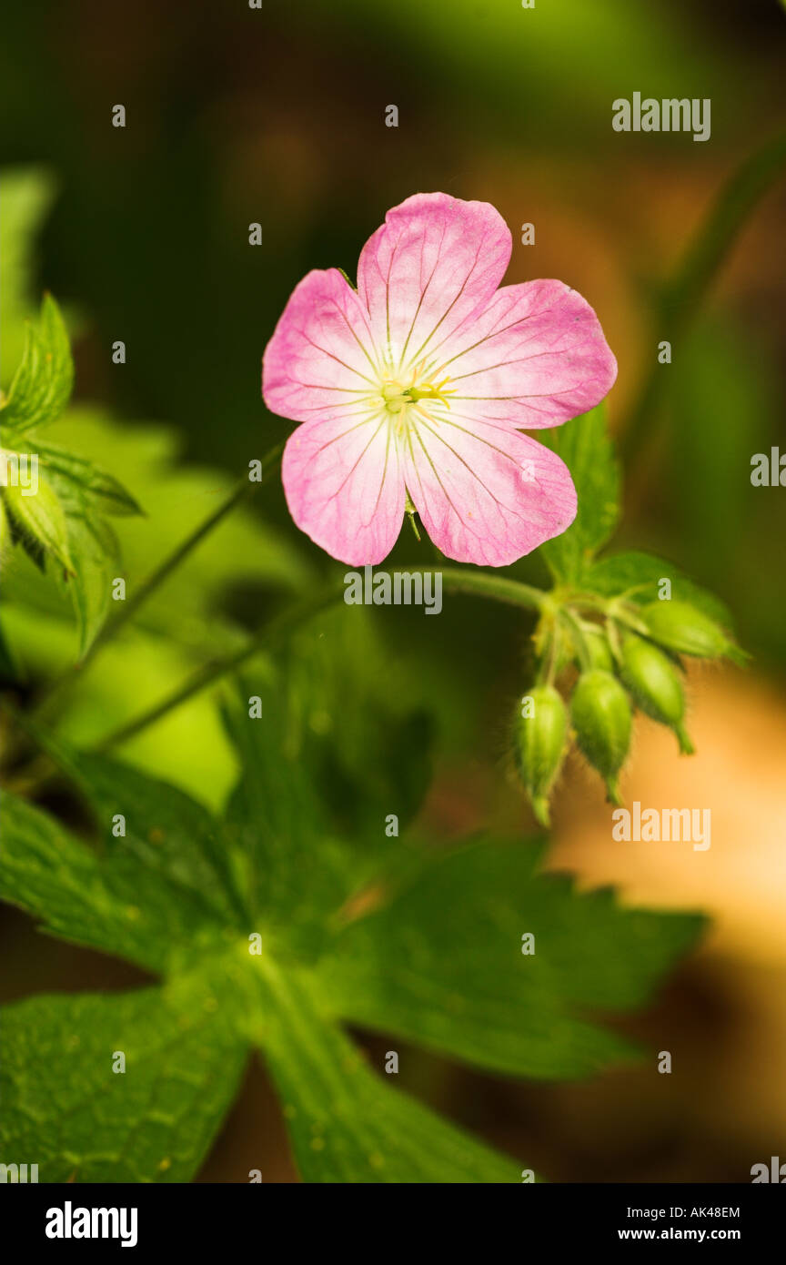 Fleur de géranium sauvage Géranium maculatum aka Crane's bill une plante vivace des bois Banque D'Images