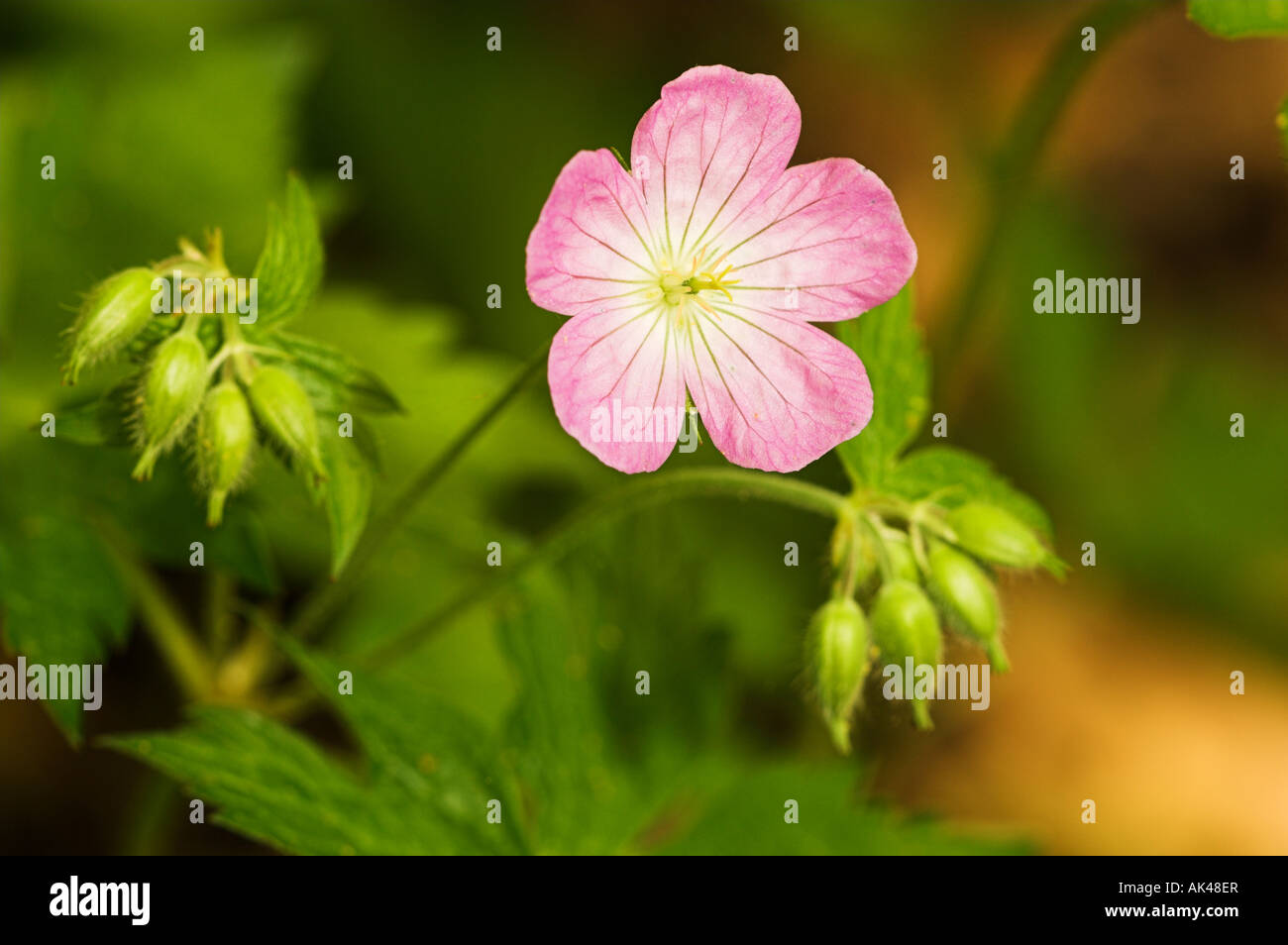 Fleur de géranium sauvage Géranium maculatum aka Crane's bill une plante vivace des bois Banque D'Images