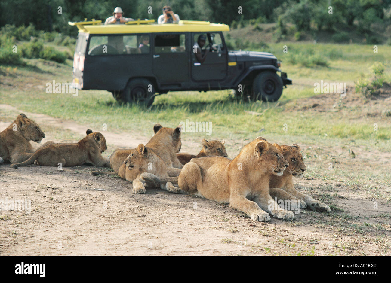 Une Toyota Landcruiser près d'une troupe de lions dans la réserve nationale de Masai Mara au Kenya Afrique de l'Est Banque D'Images