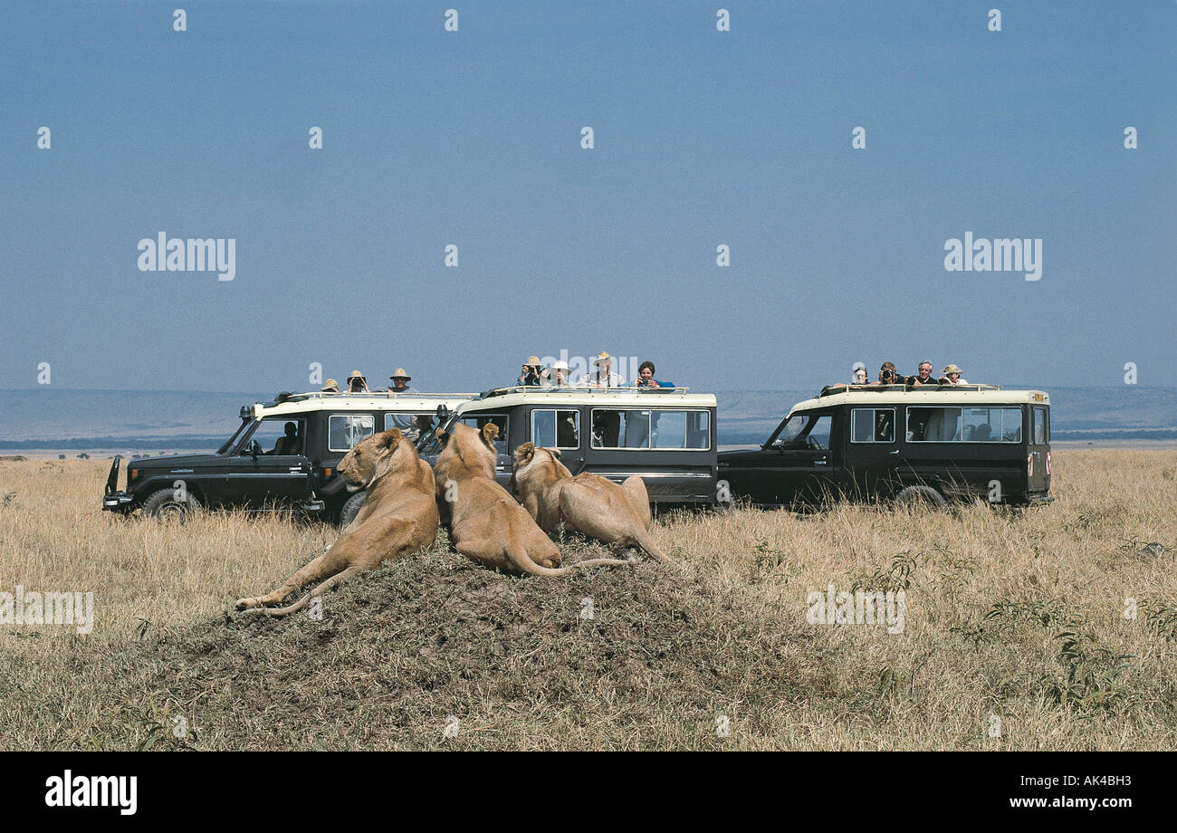 Trois Toyota Landcruisers avec les clients à proximité de lions dans le Masai Mara National Reserve Kenya Afrique de l'Est Banque D'Images