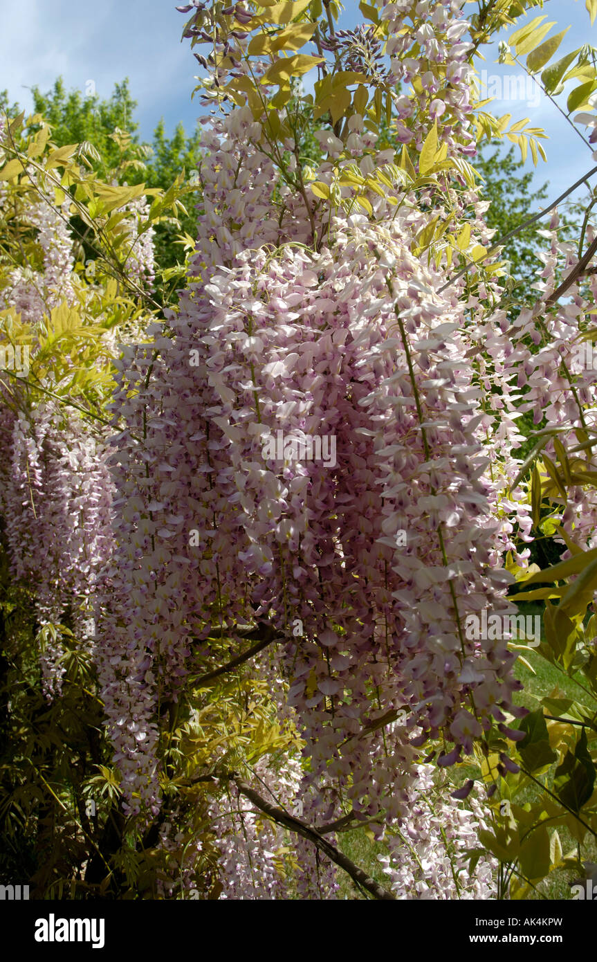 Glycine de Chine Banque D'Images