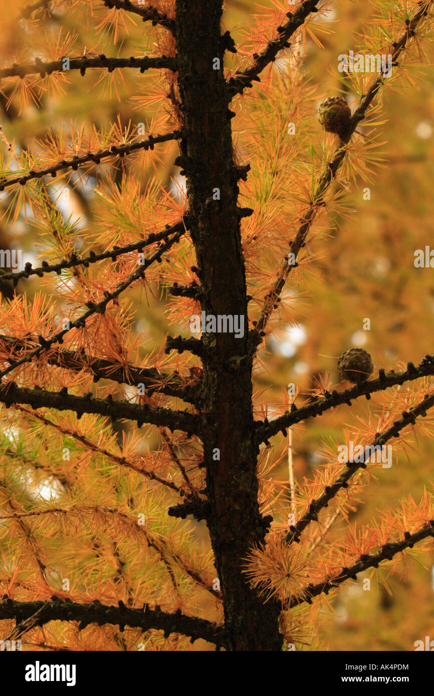 La direction verticale avec des cônes et l'automne jaune aiguilles de mélèze (Larix kaempferi Japonais ou Karamatsu) Banque D'Images