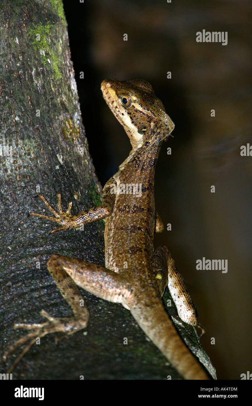 Lézard Jésus Christ sur un arbre dans un étang dans la forêt tropicale du parc métropolitain, la ville de Panama, République du Panama. Banque D'Images