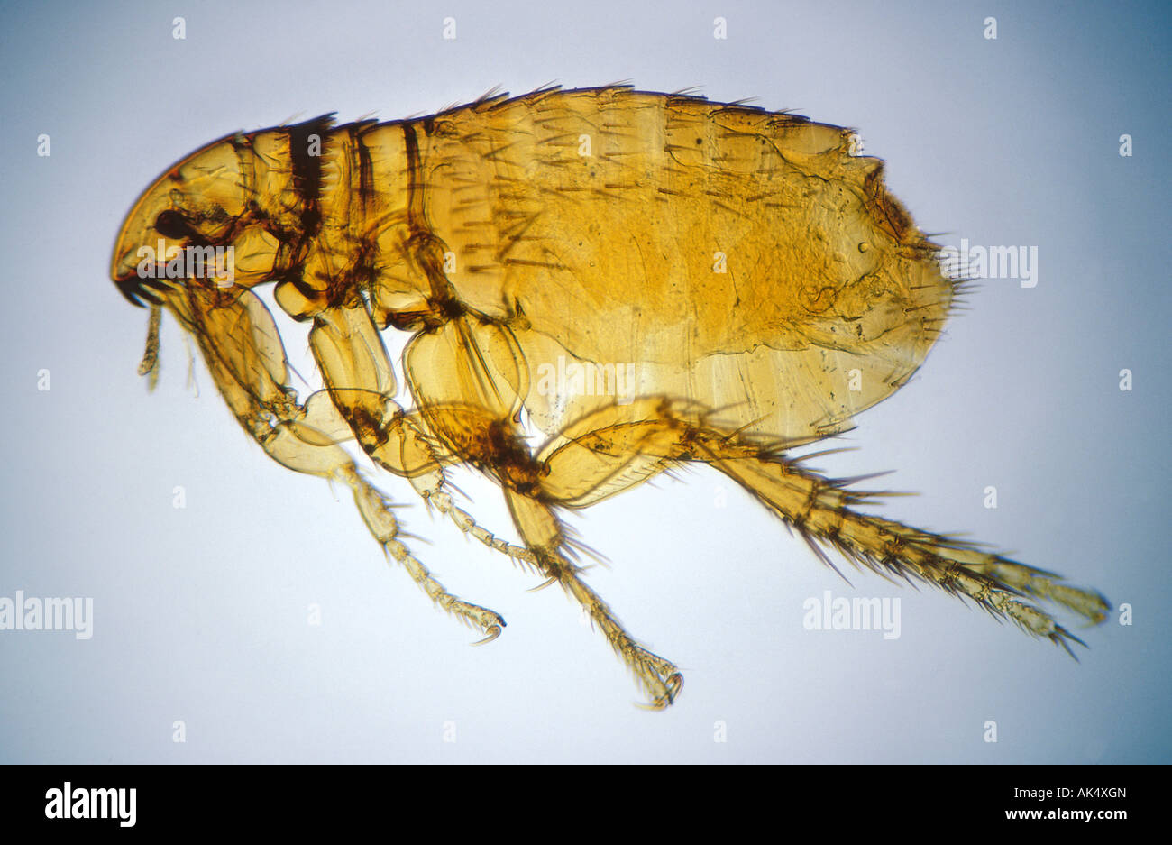 Aux Puces de chien, Ctenocephalides canis, 20x Banque D'Images