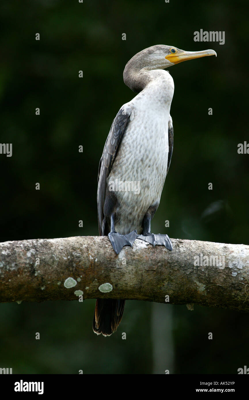 Grand Cormoran immatures, Phalacrocorax brasilianus, au bord du lac de Gatun lake, République du Panama. Banque D'Images