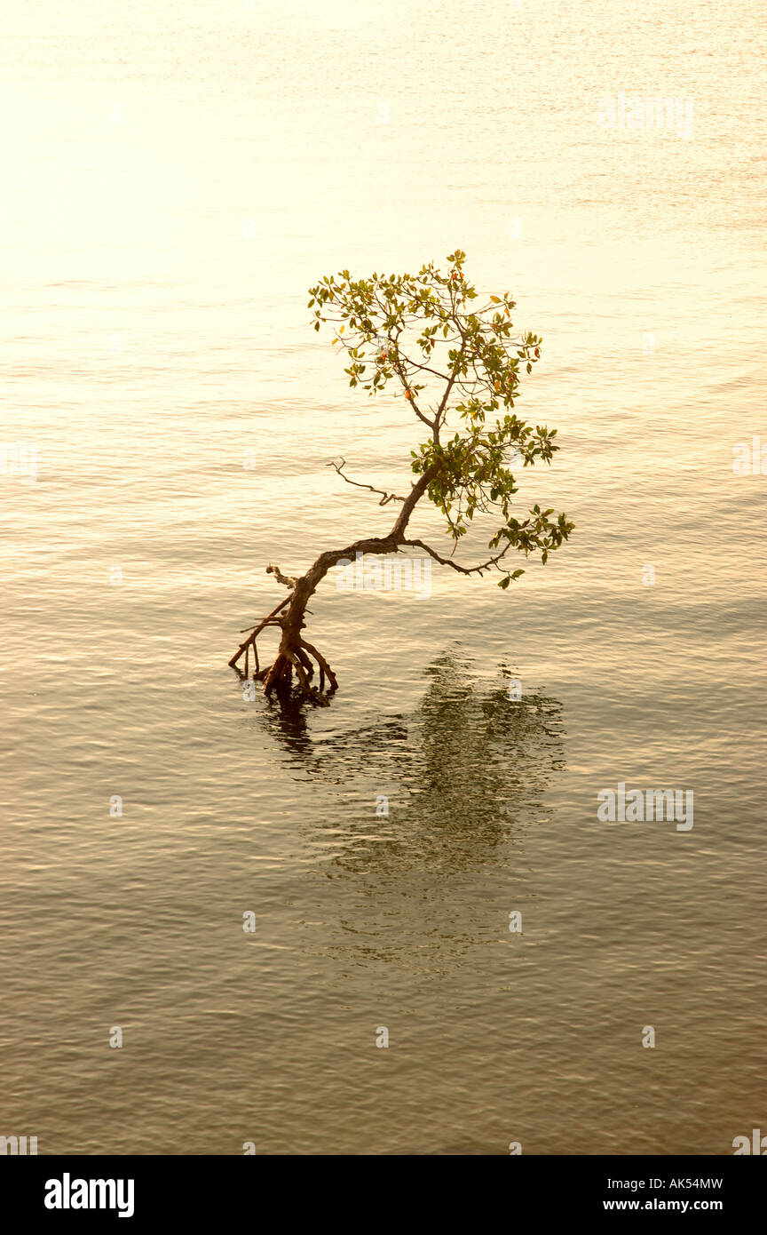 Un arbre isolé sur une petite île appelée Saraya, au large de l'île de Flores en Indonésie Banque D'Images