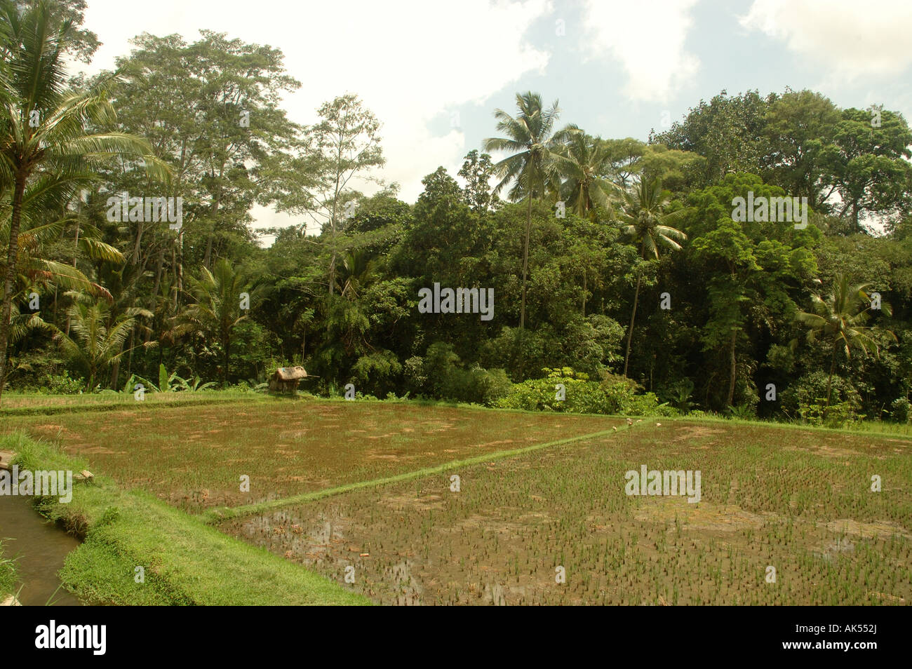 Les rizières de Bali, près de Ubud Banque D'Images