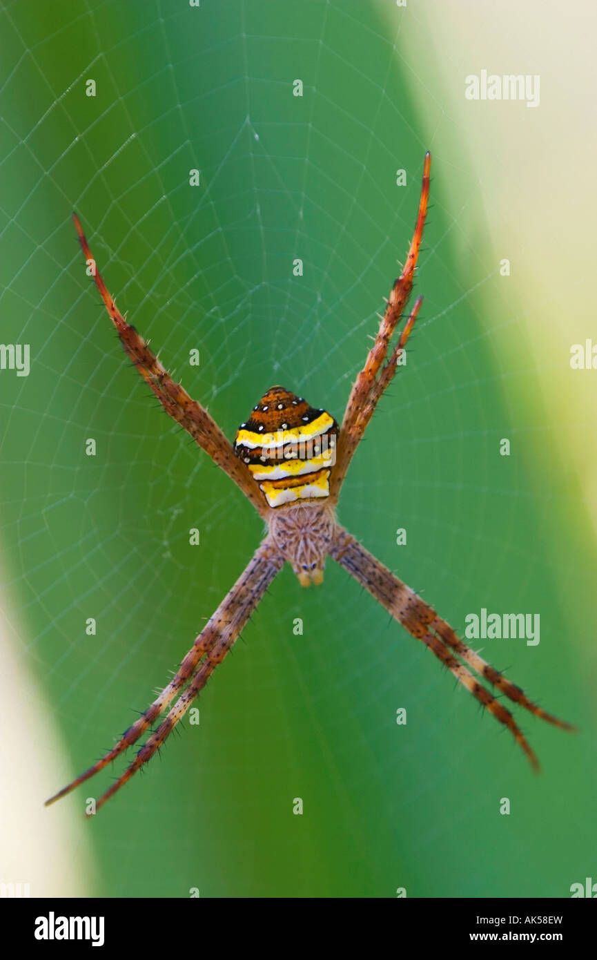 Saint Andrew's Cross Spider Banque D'Images