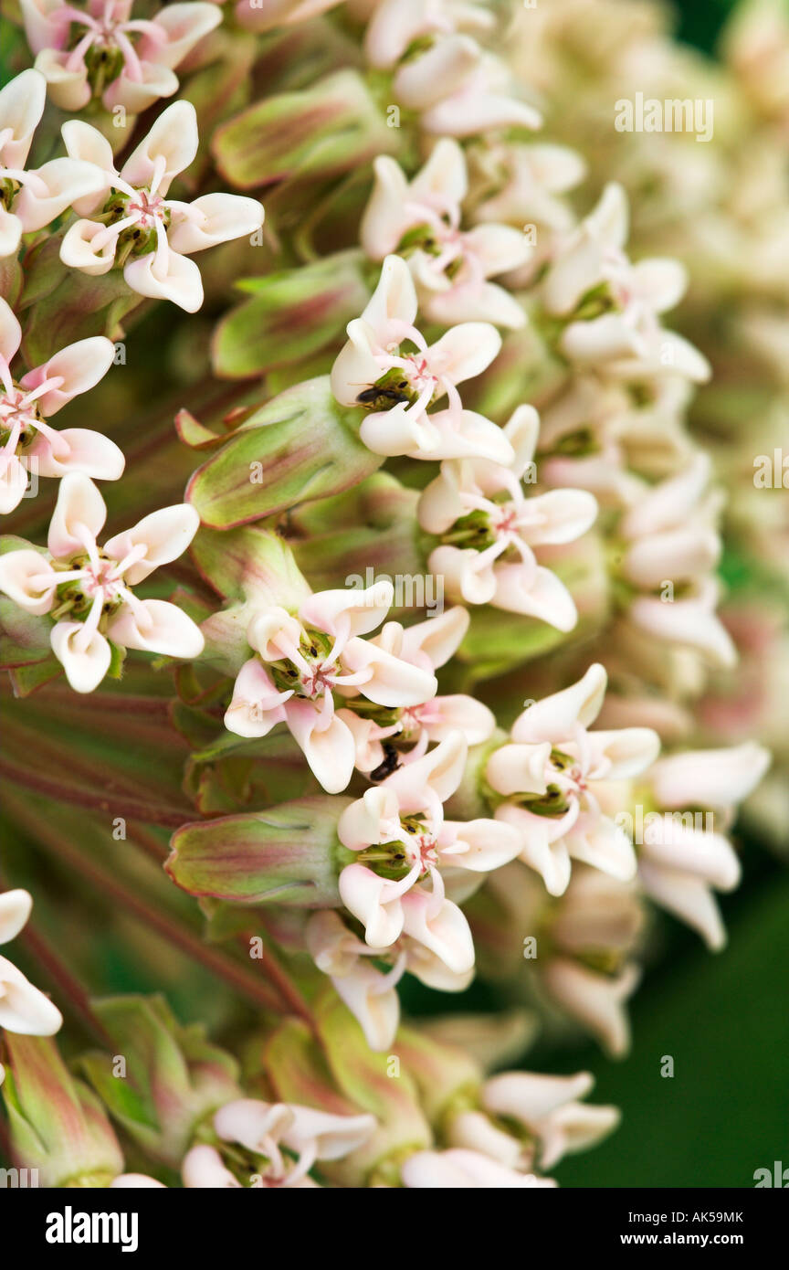 L'asclépiade commune (Asclepias syriaca ombelle de fleurs Banque D'Images