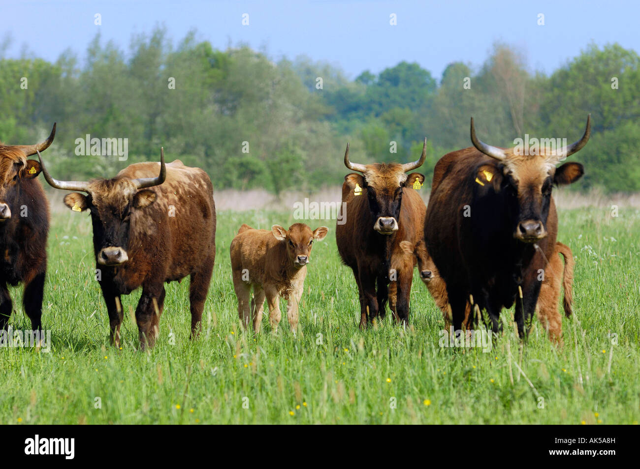 Aurochs Banque D'Images