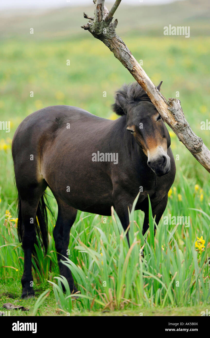 Exmoor Pony Banque D'Images