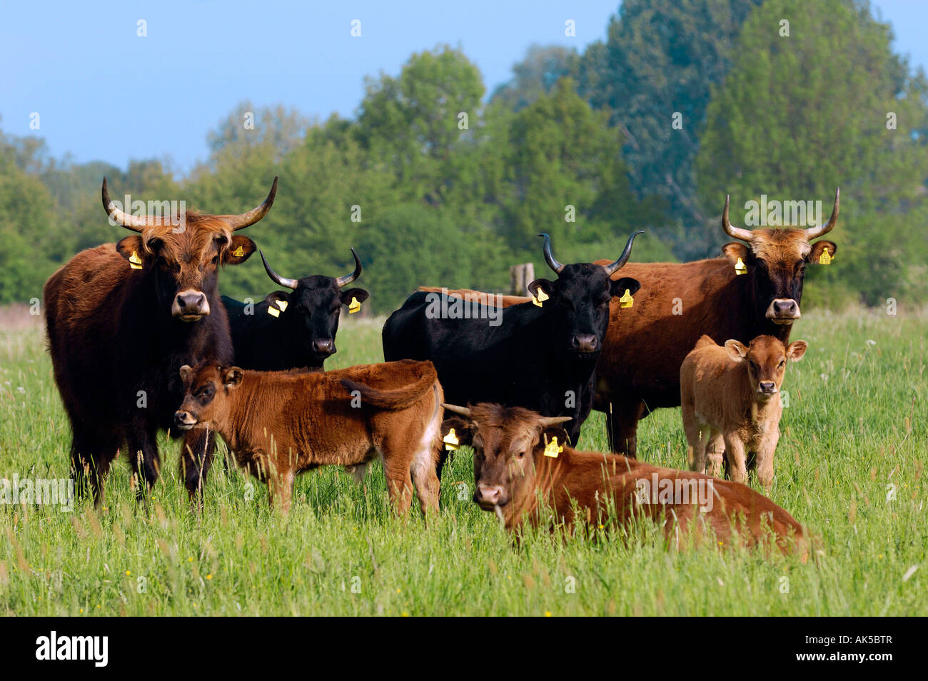 Aurochs Banque D'Images
