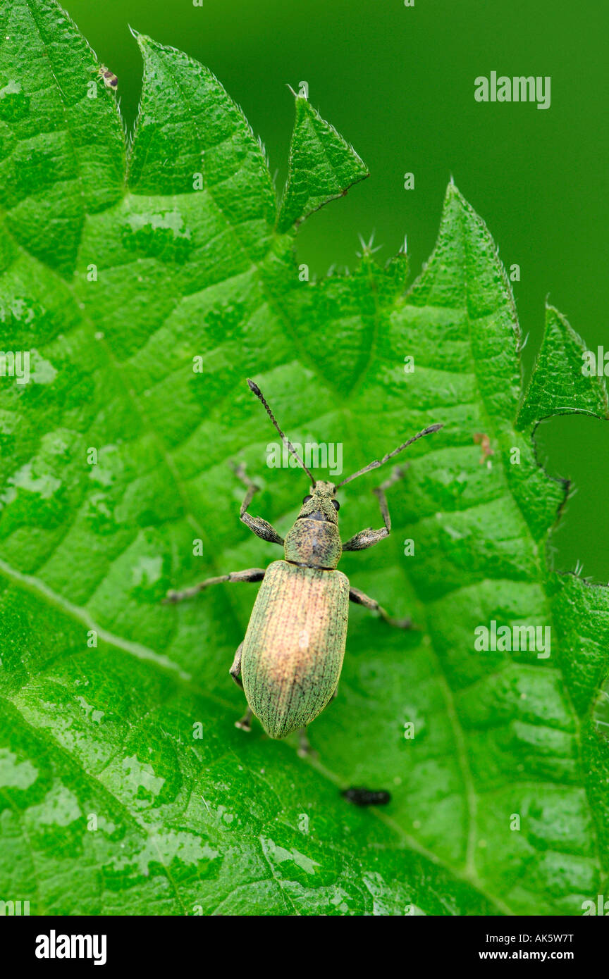 Charançon Banque D'Images