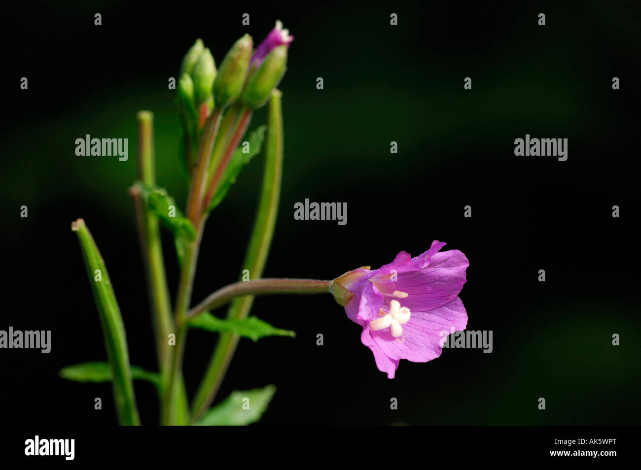 Grand Willowherb Banque D'Images