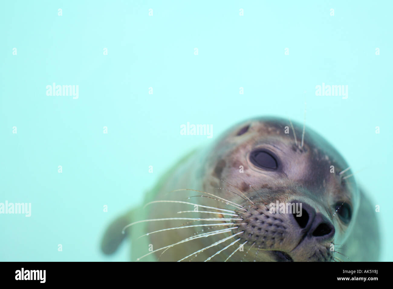 Au joint Ecomare Seal Sanctuary à Texel, aux Pays-Bas Banque D'Images