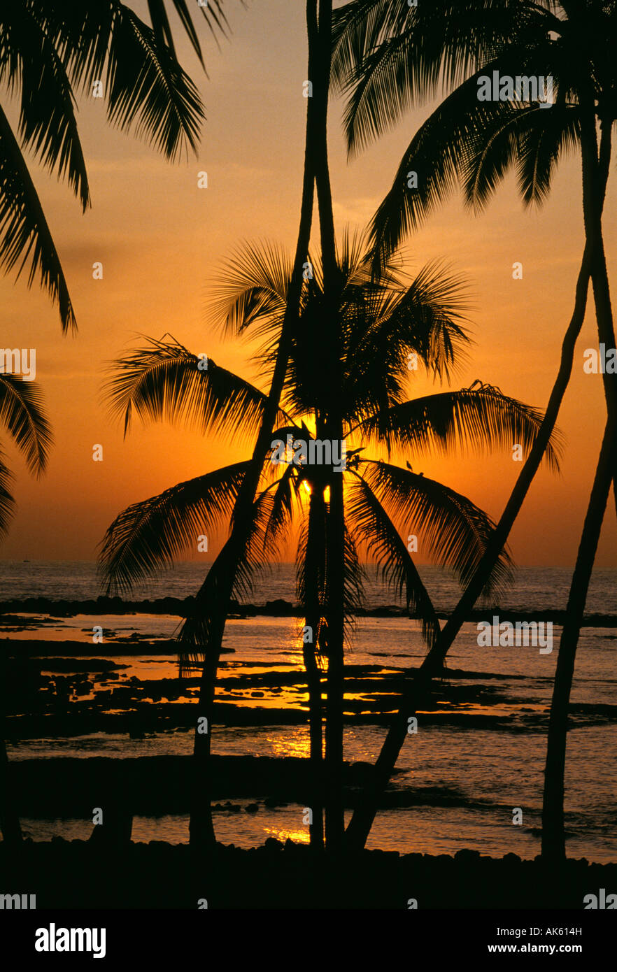 Coucher de soleil derrière les palmiers à Kahalu'u beach Big Island Hawaii USA Banque D'Images