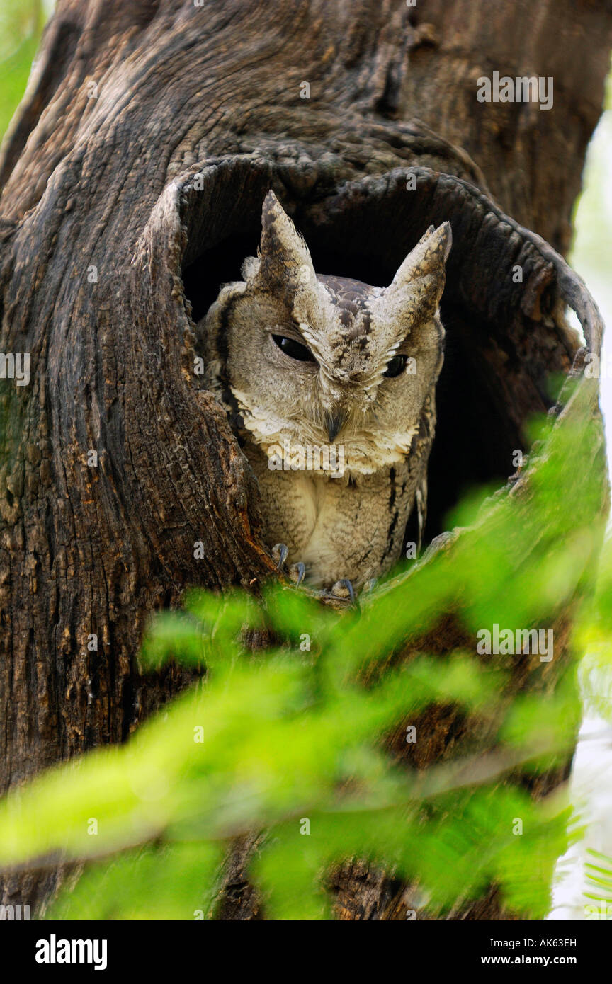 Scops Owl collier Banque D'Images