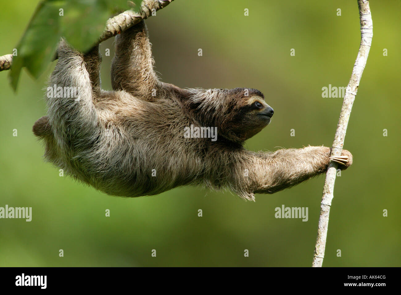 Trois-toed Sloth, Bradypus variegatus, dans les 265 hectares du parc métropolitain de la forêt tropicale, la ville de Panama, République du Panama. Banque D'Images