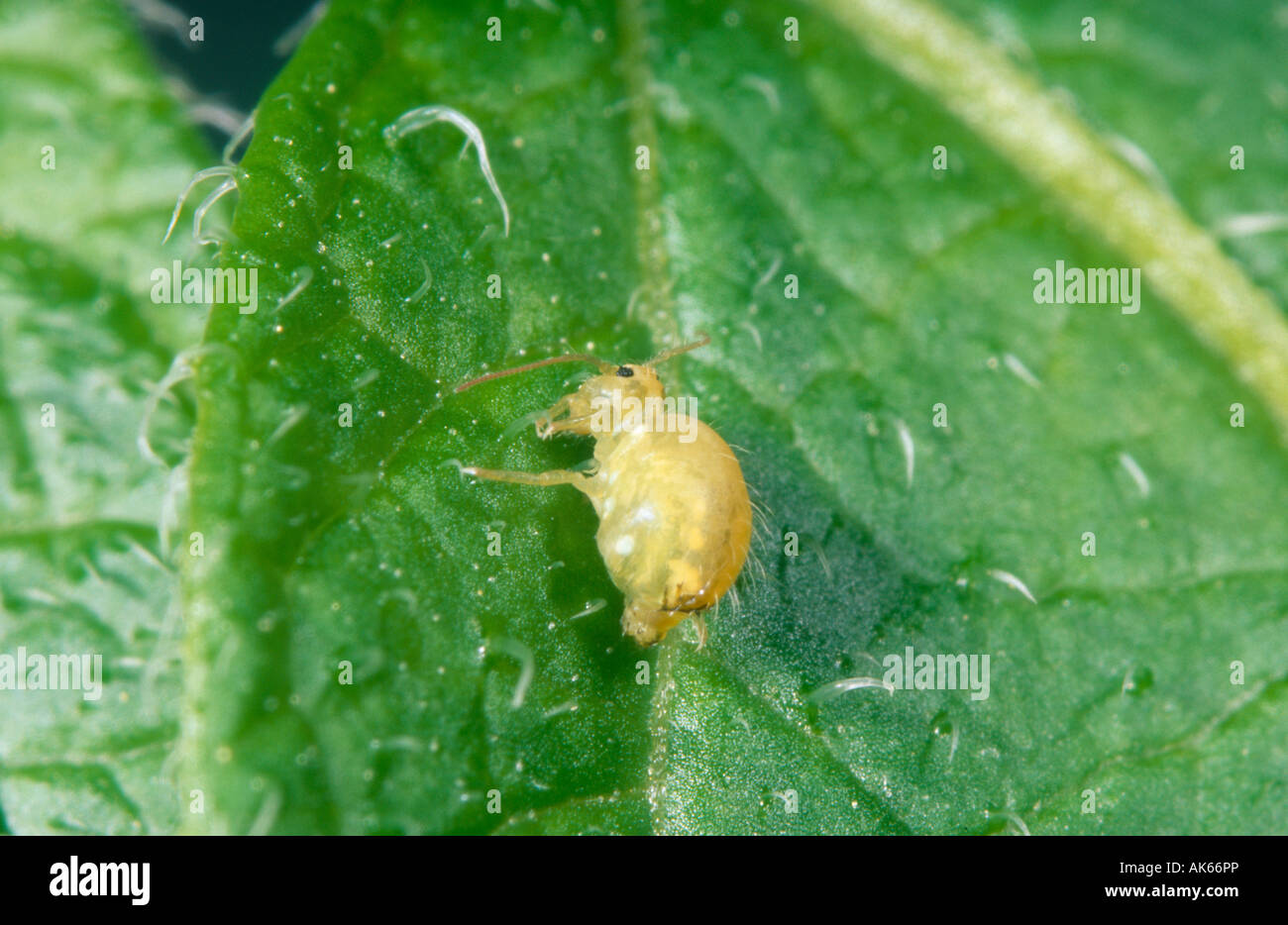 Lucerne est un type de puces springtail qui est un ravageur dans le sud de l'Australie. Banque D'Images