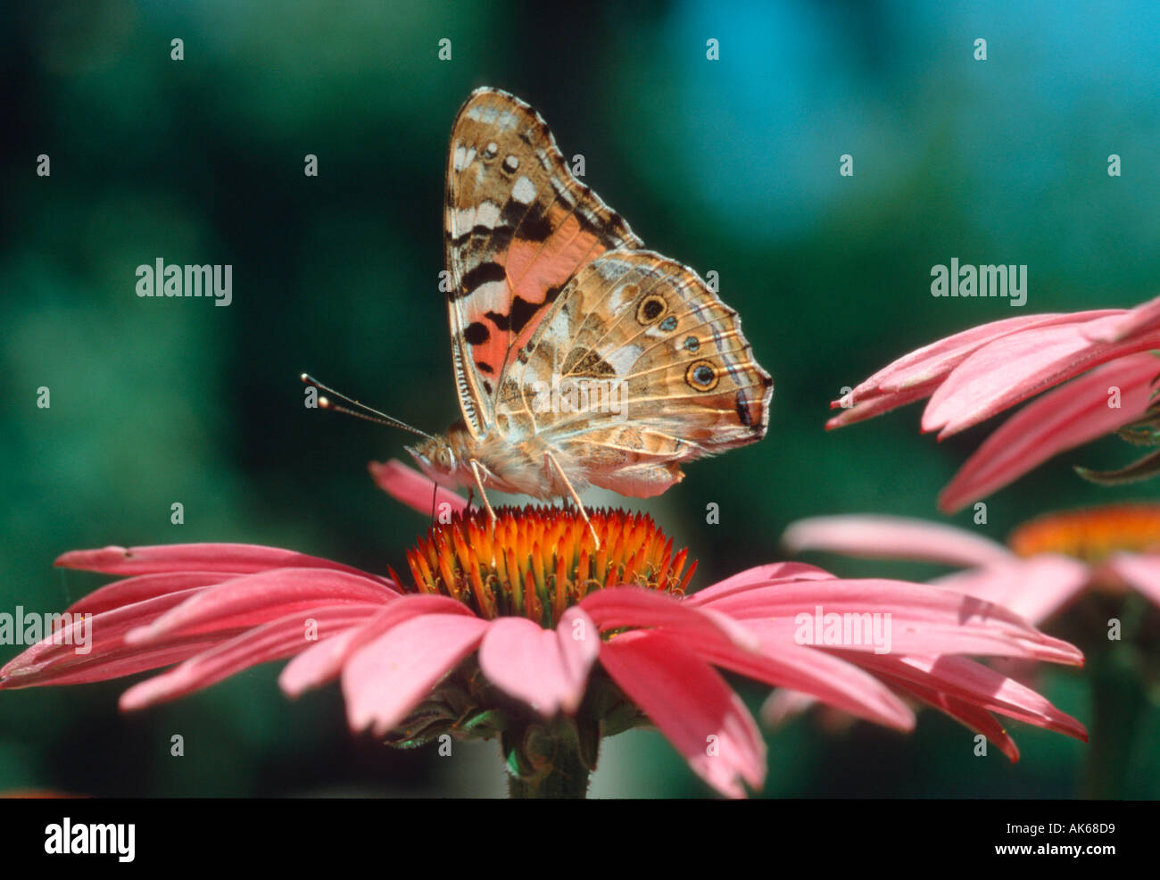 Belle Dame sur l'échinacée Schleswig Holstein Allemagne Vanessa cardui Cynthia cardui Echinacea purpurea Distelfalter auf Banque D'Images