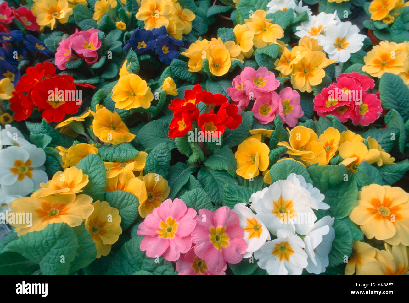 Primevères Primula spec Gartenprimeln Gartenpflanzen plantes jardin fleurs Blumen Primelgewaechse Primulaceae Banque D'Images