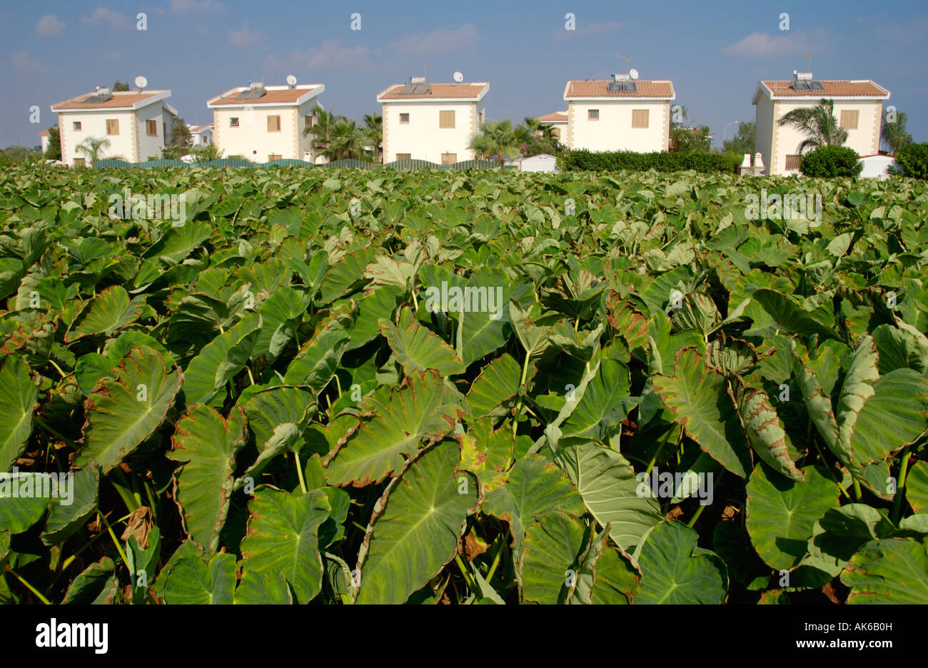 Maison de vacances typique de villas sur l'île Méditerranéenne de Chypre de plus en plus de terres agricoles de l'UE vues plus de légumes-racines chypriotes Kolokassi Banque D'Images