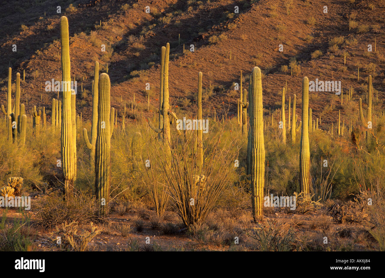 Saguaro cactus dans une vallée à Saguaro National Park Tucson Banque D'Images