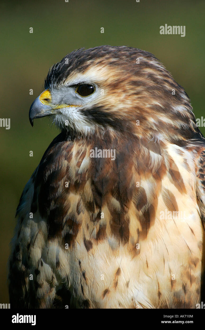 Buse variable Banque D'Images