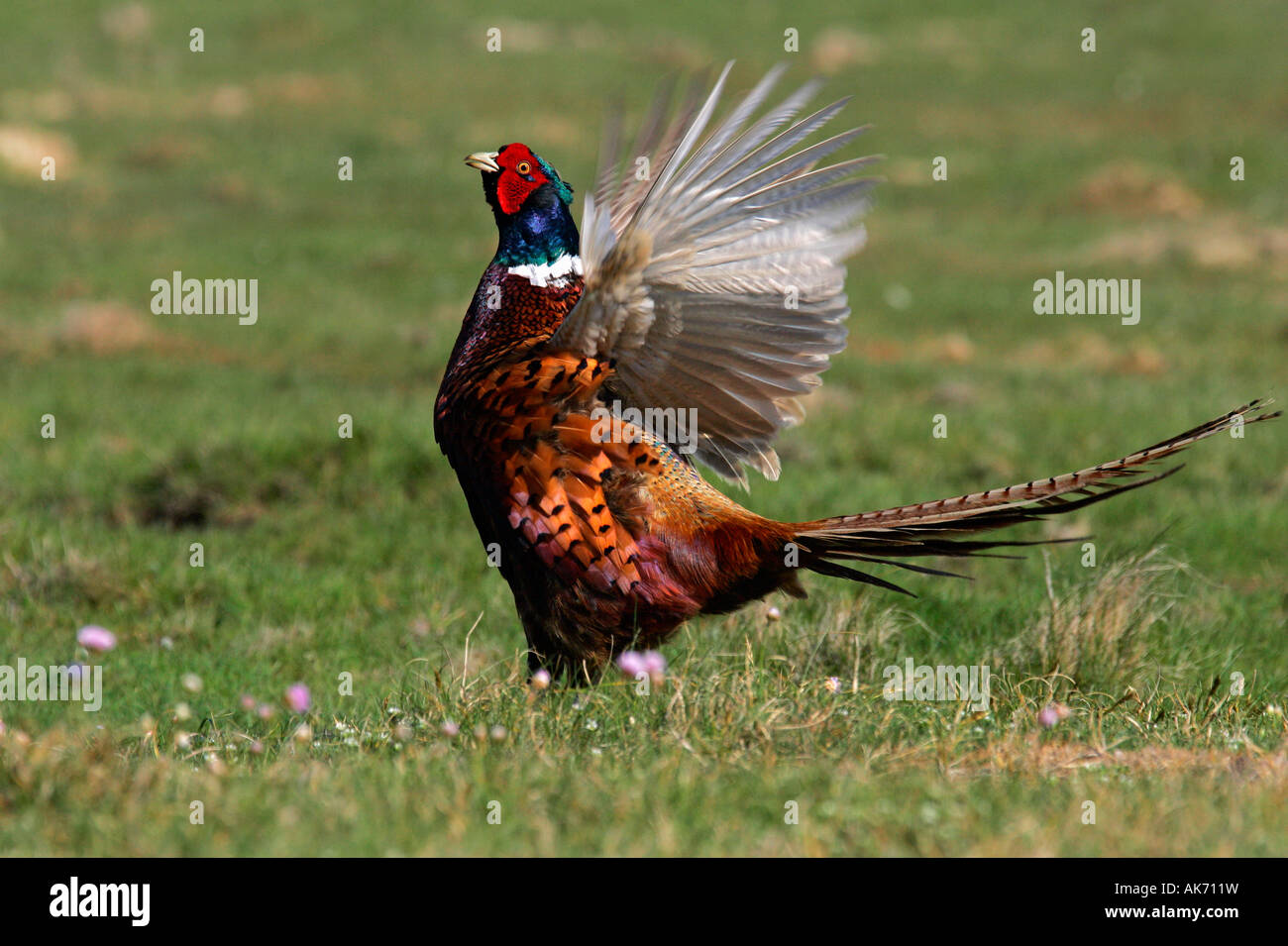 Jeu faisan Banque D'Images