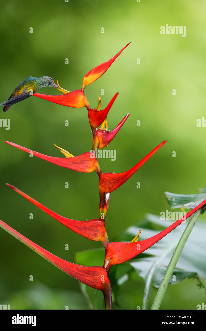 Ventilé Blanc sur rouge alimentation Plumeleteer Heliconia flower in Metropolitan Park, près de la ville de Panama, République du Panama. Banque D'Images