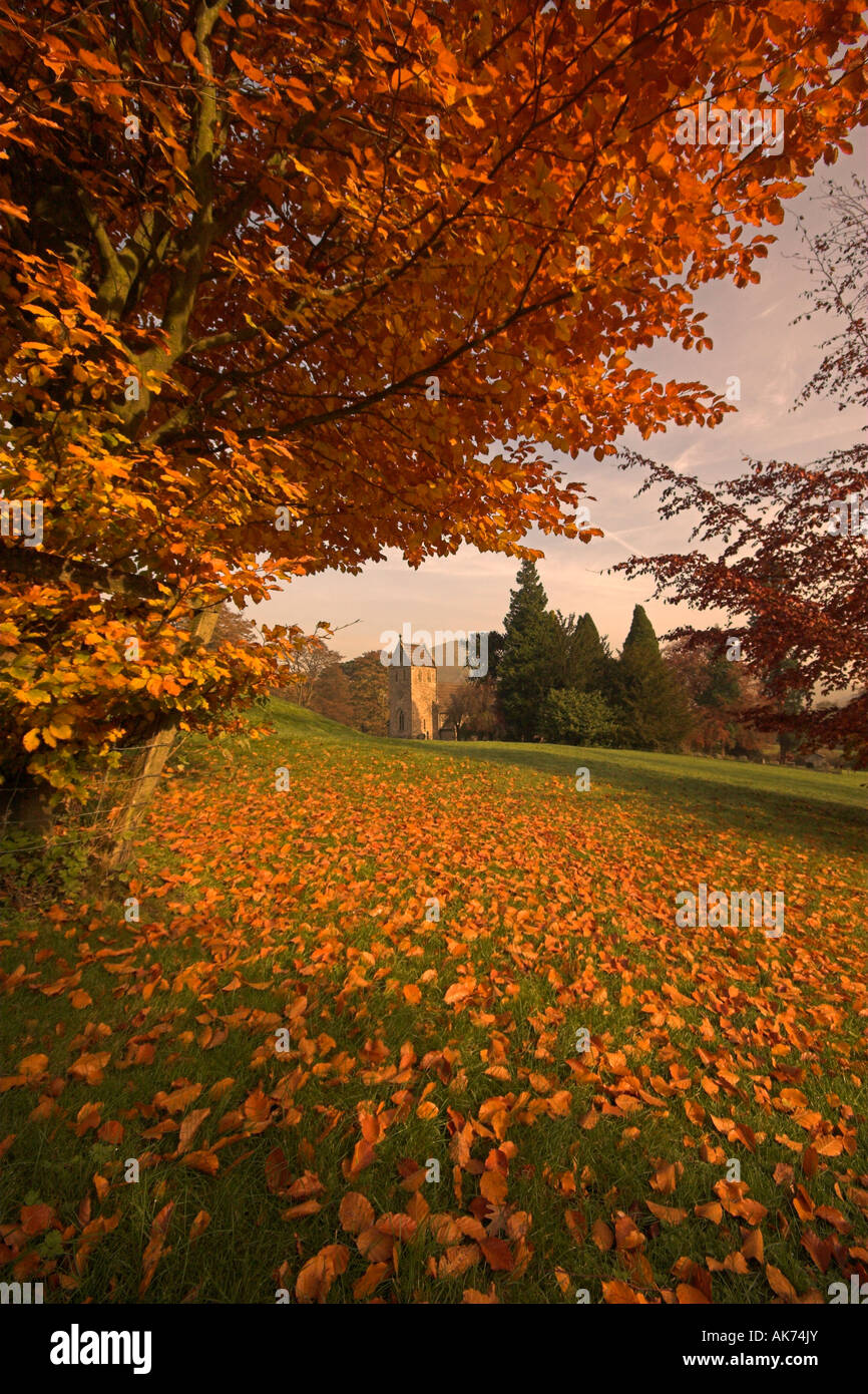 La chute des feuilles en automne dans le peak district du Derbyshire en Angleterre montrant un magnifique tapis roux Banque D'Images