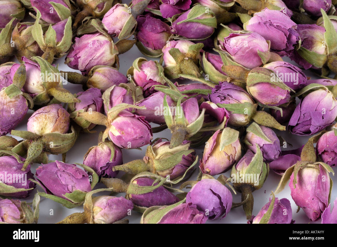 Fleurs de rose séchées Banque D'Images