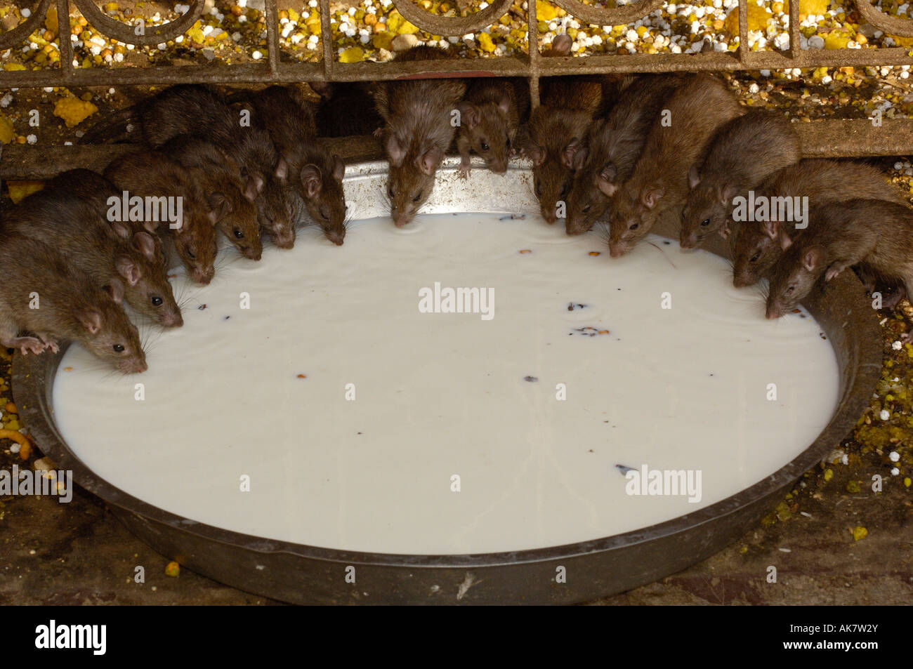 Temple Karni Mata. Inde (Rajasthan, Deshnoke le temple des rats). Banque D'Images