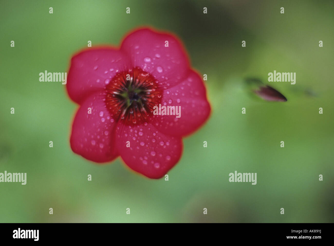 Scarlet lin (Linum grandiflorum rubrum), fleur Banque D'Images