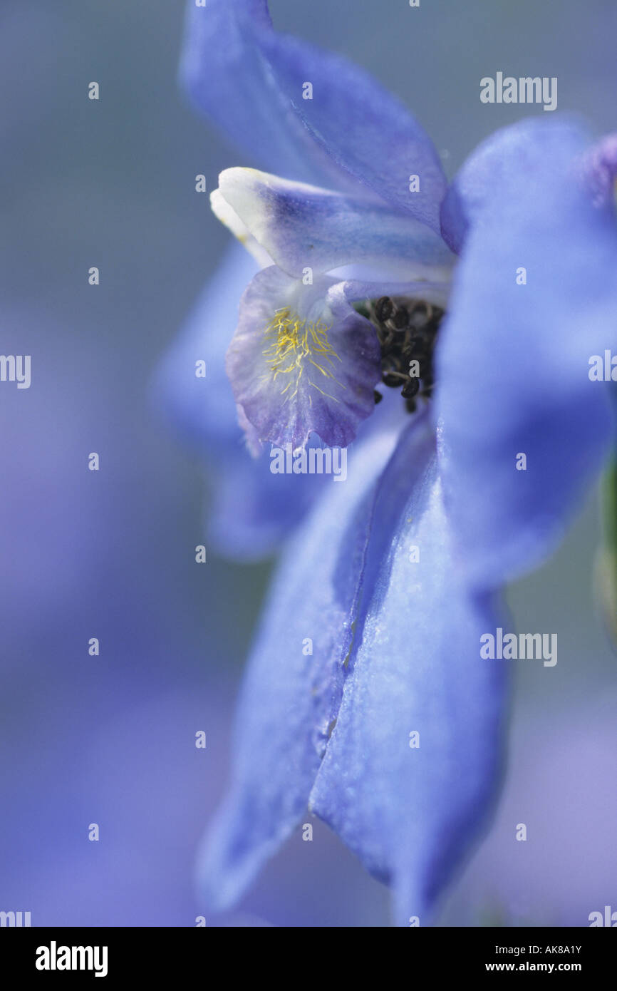 Knight's douteux-épi, delphinium, Delphinium Consolida ajacis (annuel, Delphinium ajacis), fleur, macro shot Banque D'Images