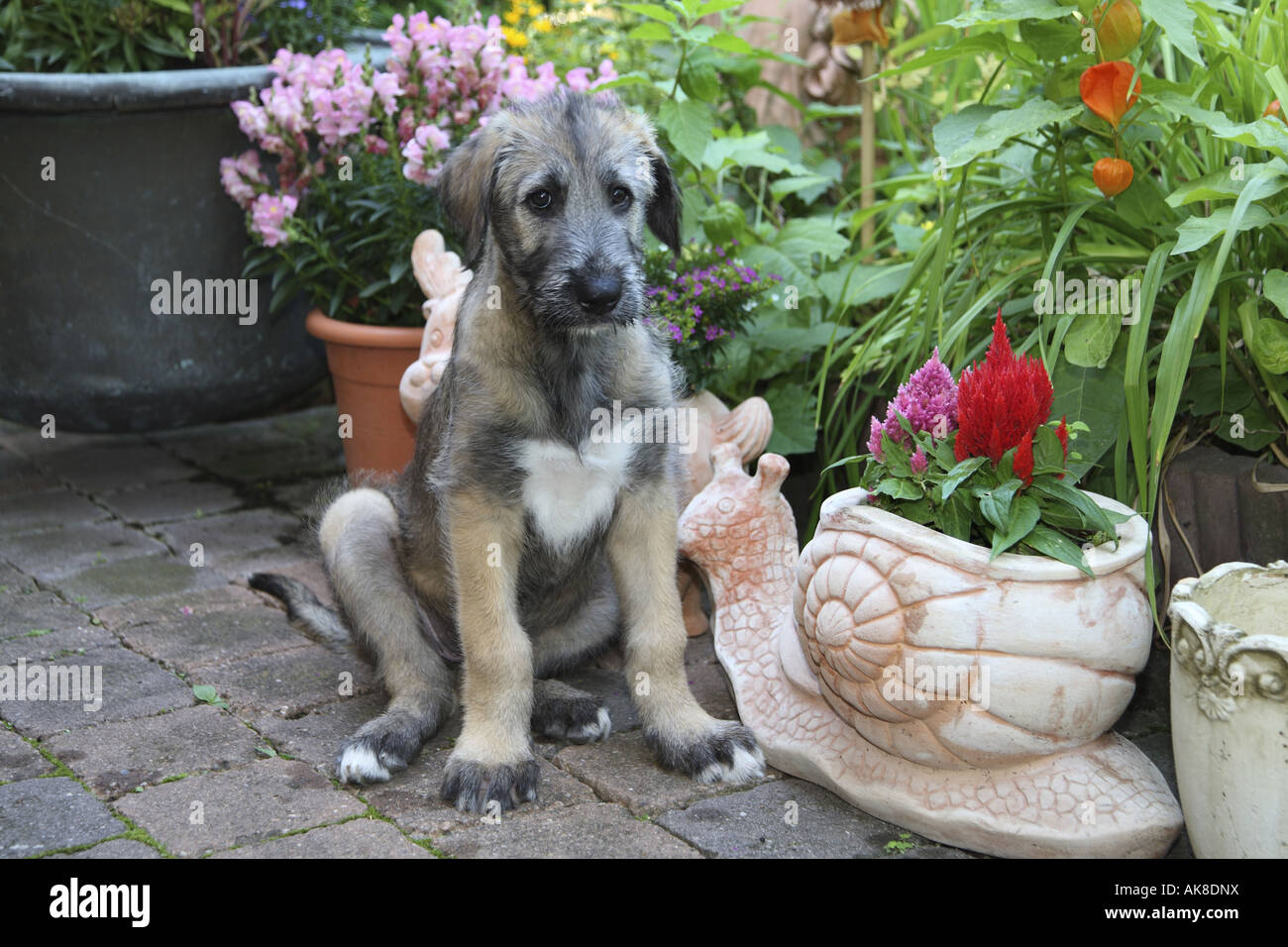 Irish Wolfhound (Canis lupus f. familiaris), les jeunes Irlandais dans jardin Banque D'Images