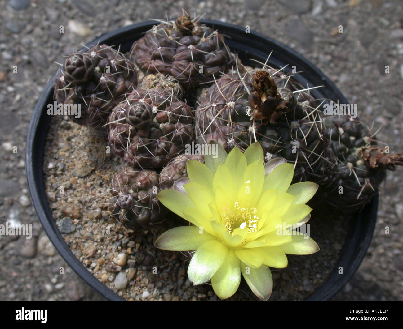 Gymnocalycium Gymnocalycium andreae (), en pot de fleurs avec pantalon Banque D'Images