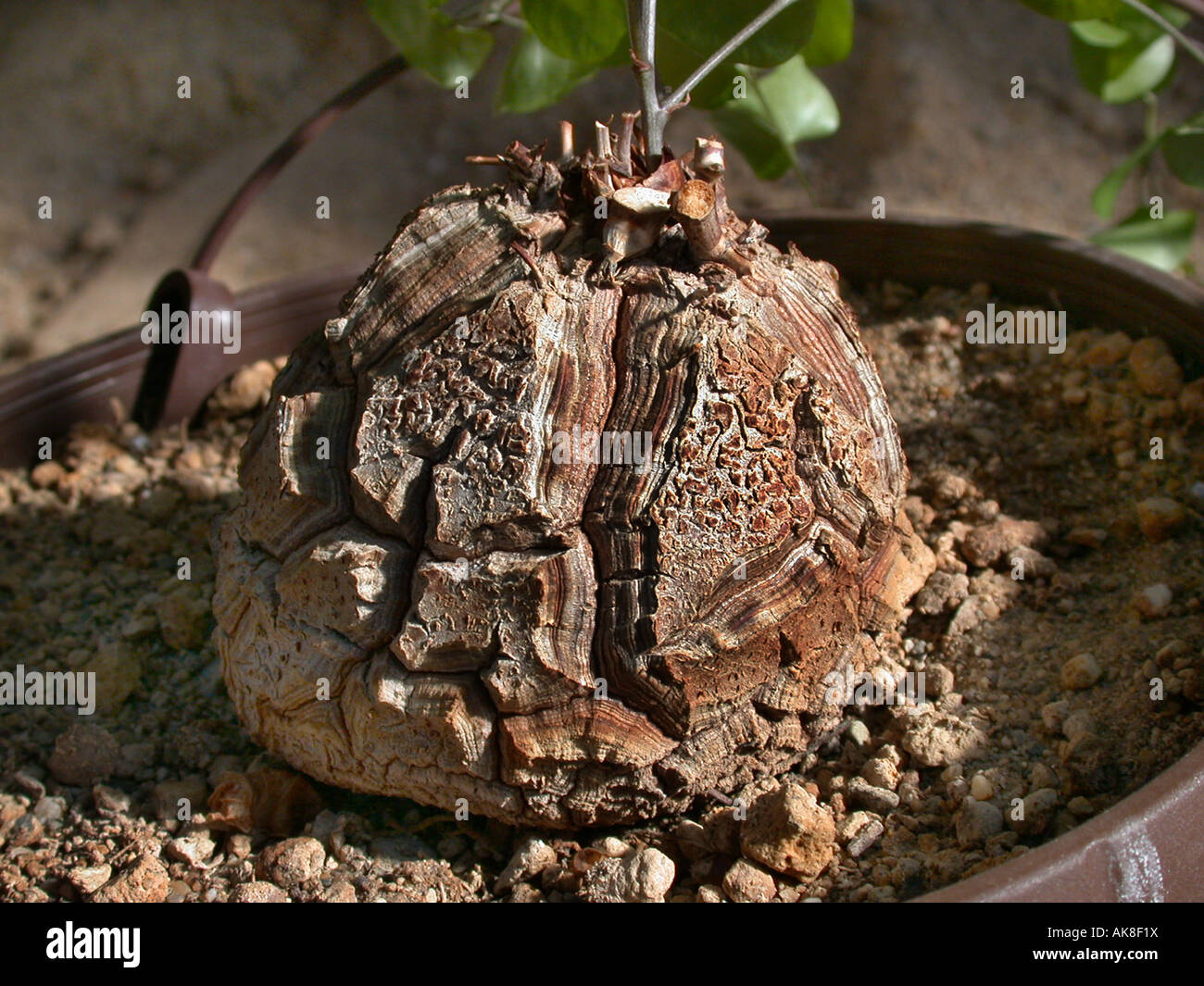 Pied d'éléphant, du pain (Dioscorea elephantipes Hottentot, Testudinaria elephantipes), ampoule Banque D'Images