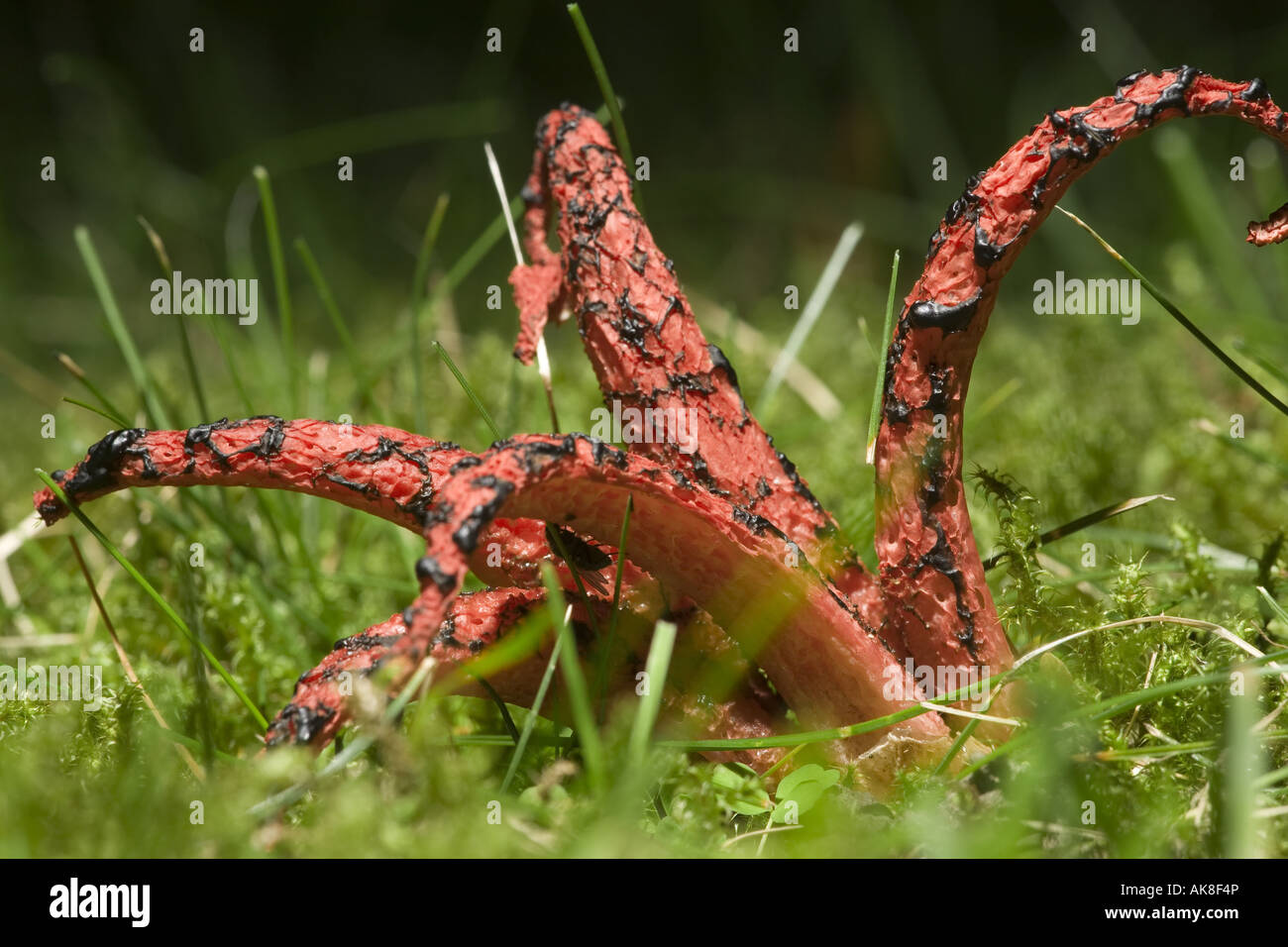 Les doigts du diable, Devil's claw champignon géant, corne de puanteur, octopus phalle impudique (Anthurus archeri, Clathrus archeri), ouvrir le corps de fruits Banque D'Images