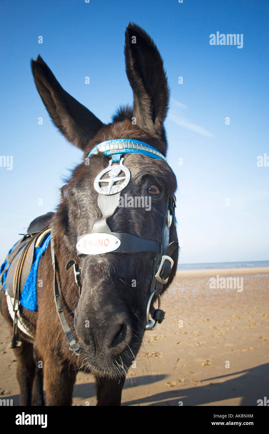 Bruno la mer âne sur la plage en été Banque D'Images