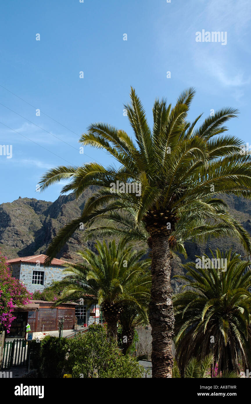 Masca canyon, Tenerife Banque D'Images