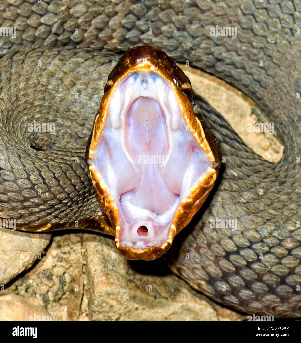 Un serpent avec sa bouche grande ouverte Banque D'Images
