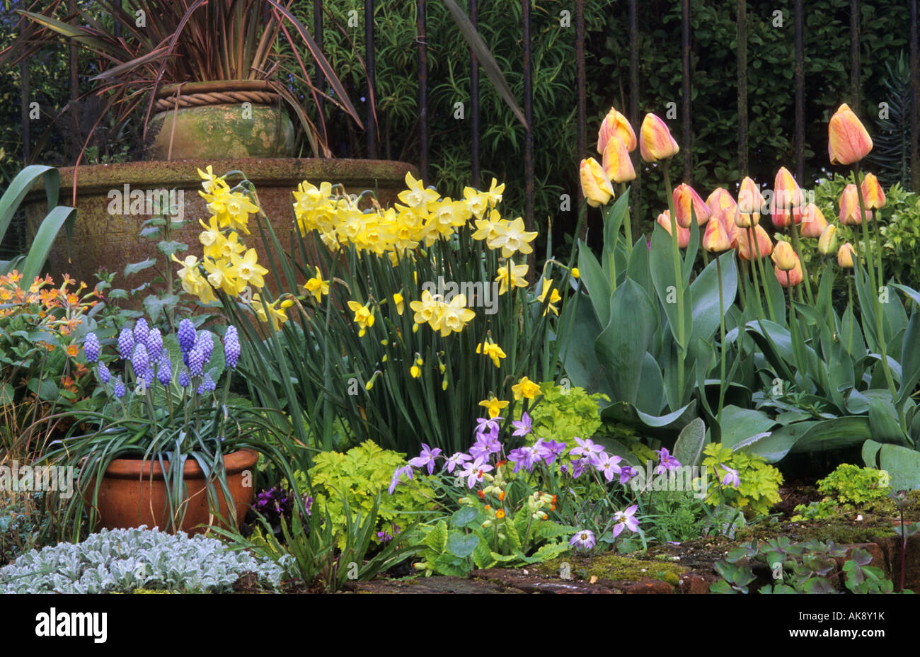 Petite cour. Hampshire ampoule Printemps Muscari armeniacum combinaison . Narcissus 'Sprague'. Tulip. Ipheion uniflorum 'Wisley Blue'. Banque D'Images