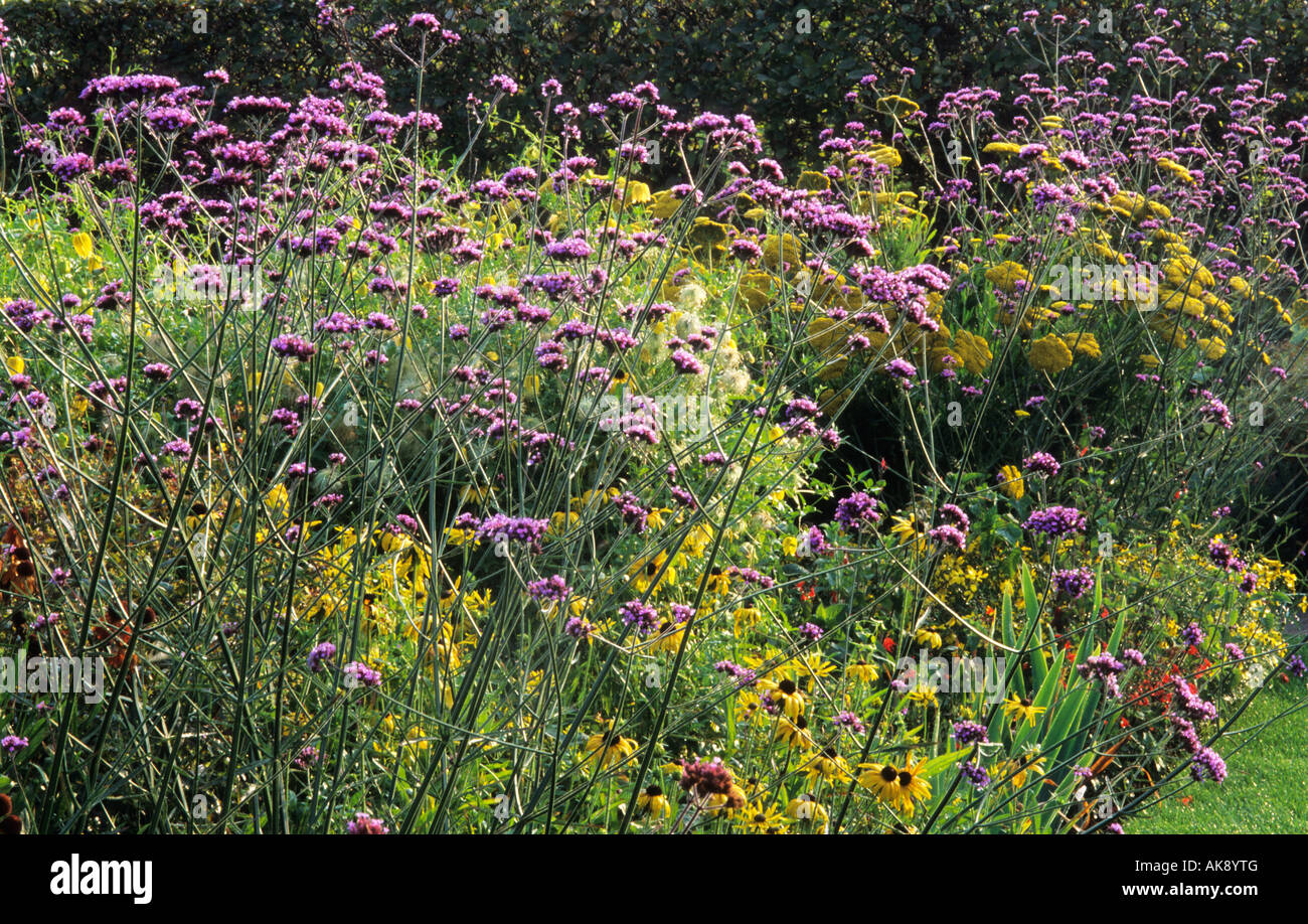 RHS Wisley. Surrey design : Penelope Hobhouse contrastes de couleurs violet et jaune Verbena bonariensis Rudbeckia fulgida et Ach Banque D'Images