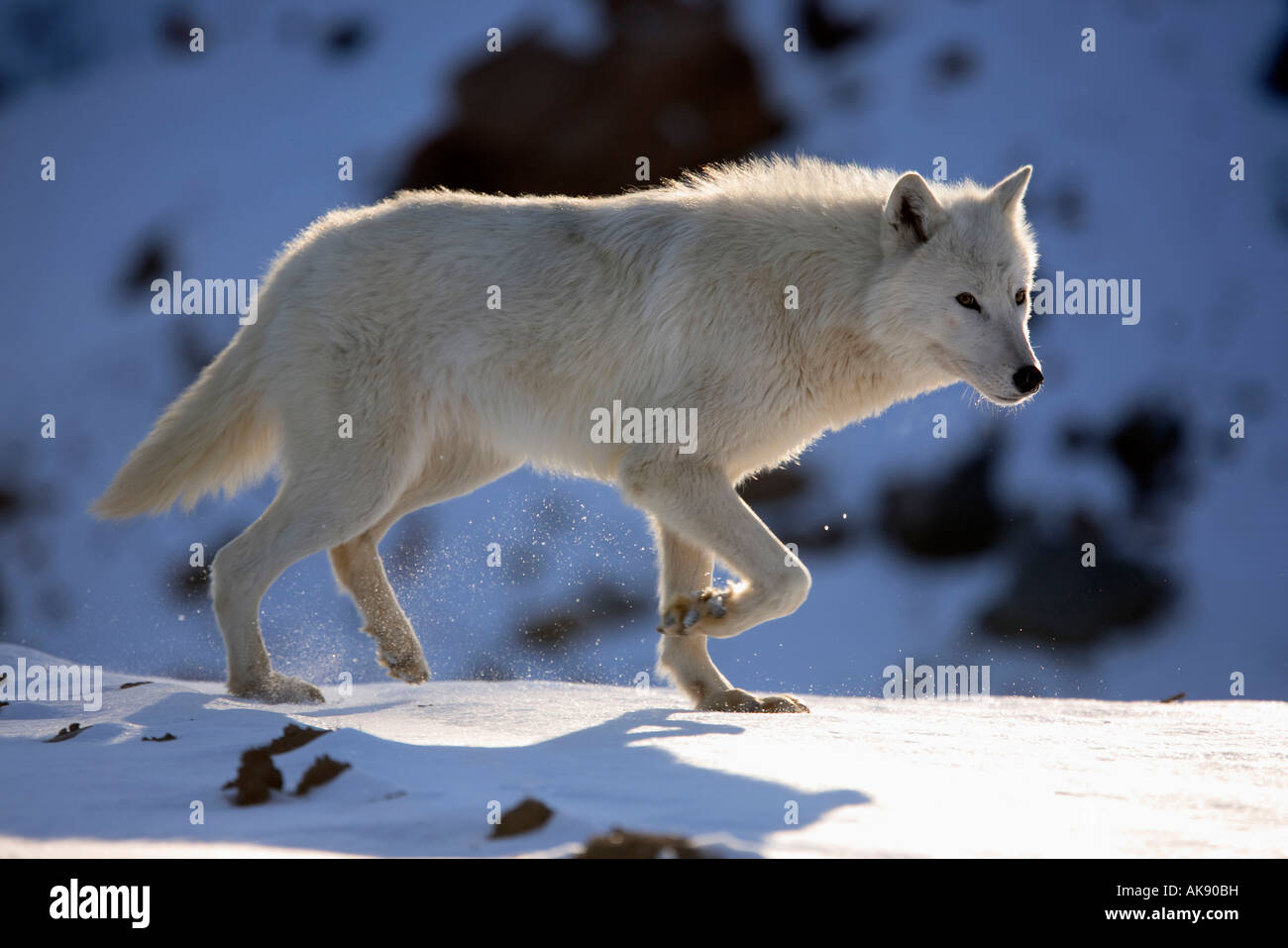 Loup arctique Banque D'Images