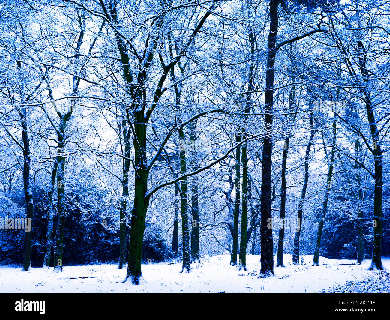 Arbres d'hiver dans la forêt couverte de neige bostall wood belvedere Kent England uk Banque D'Images