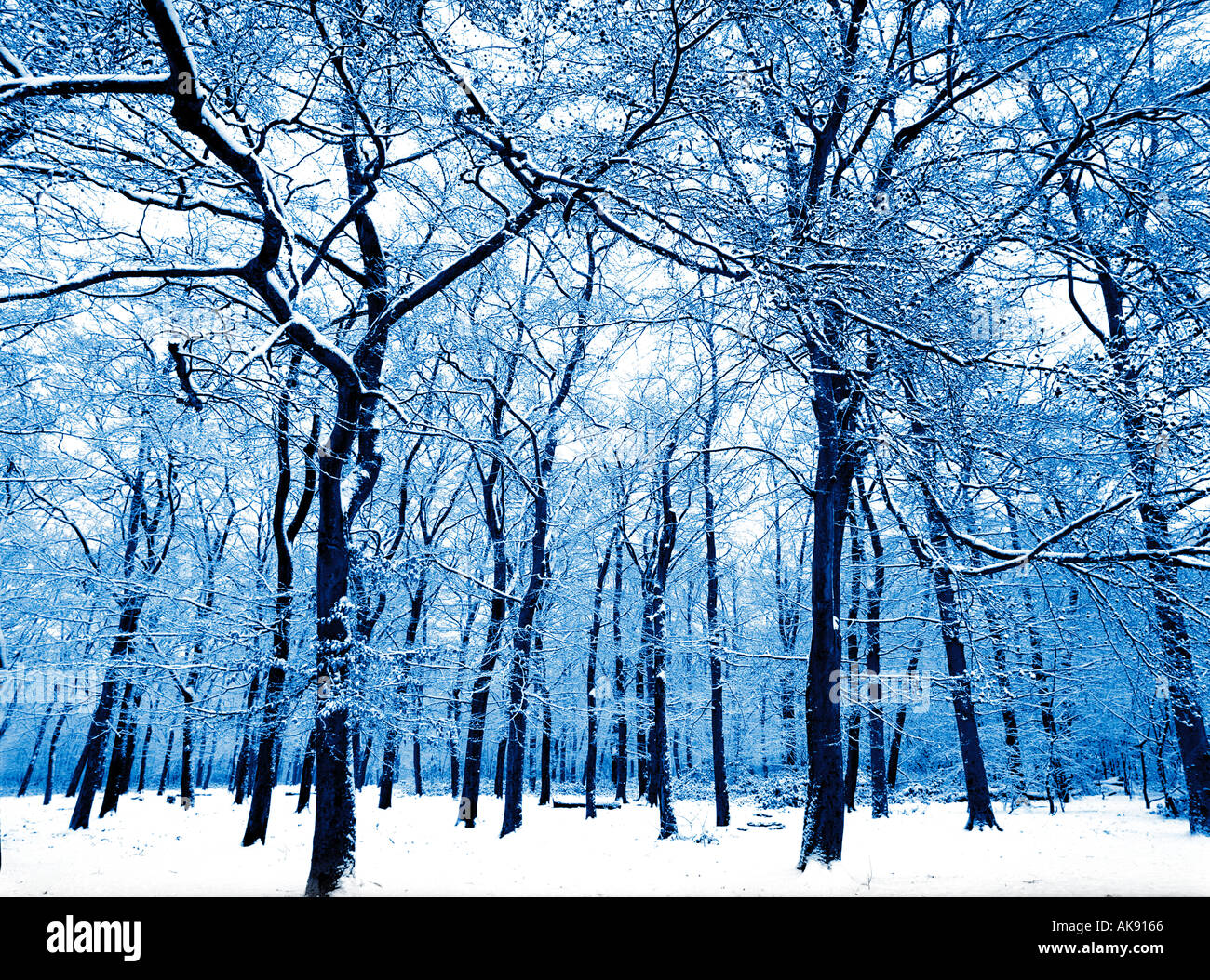 Les arbres dans la neige hiver1 belvedere Kent England uk Banque D'Images