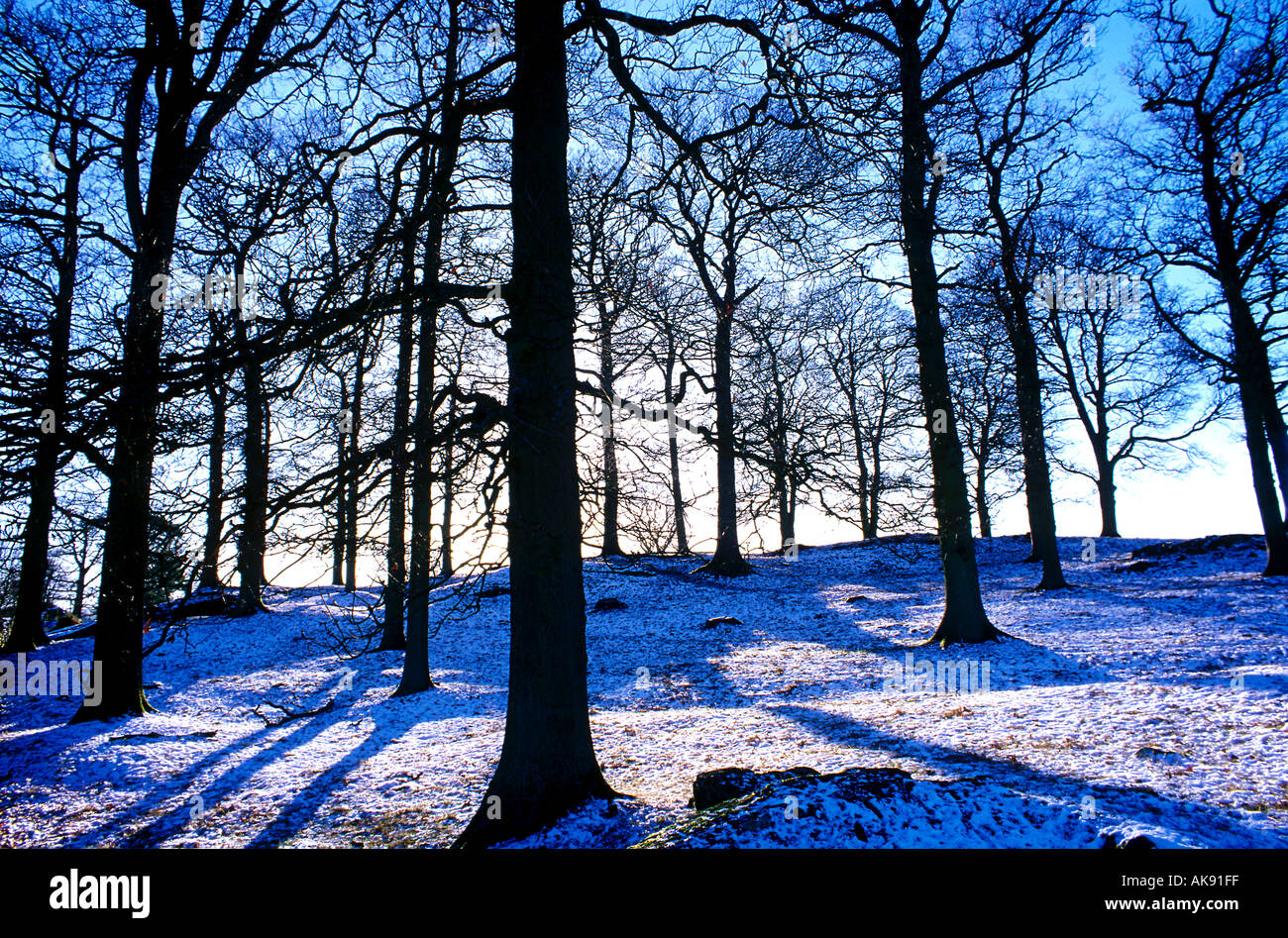Arbres d'hiver qui se profile dans la neige ings lake district cumbria england uk Banque D'Images