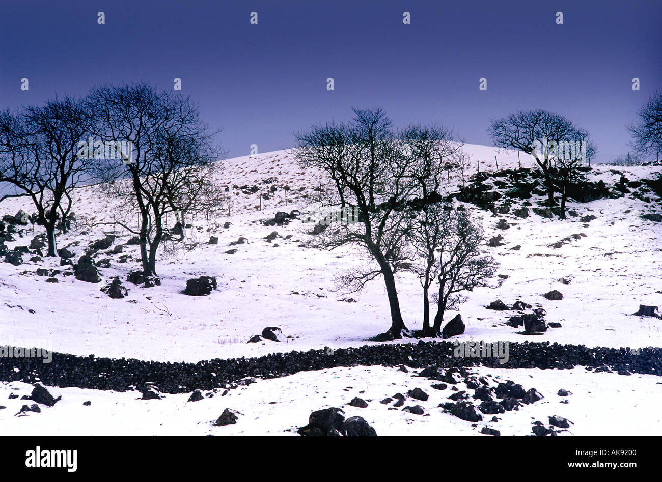 Des arbres sur la colline parlementaire à neige hiver yorkshire angleterre uk Banque D'Images