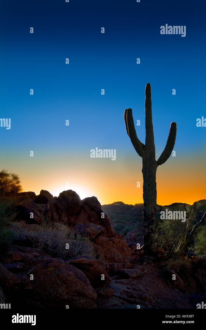 Saguaro Cactus Silhouette en désert au coucher du soleil, Arizona USA Banque D'Images